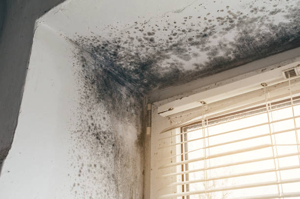 Affordable Mold Cleanup solutions in Patton, PA